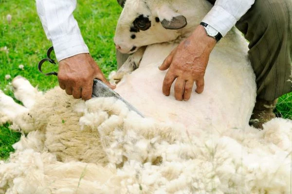 New Zealand’s Exports of Sheep or Lamb Skins (without Wool) Dropped by 22% in 2014